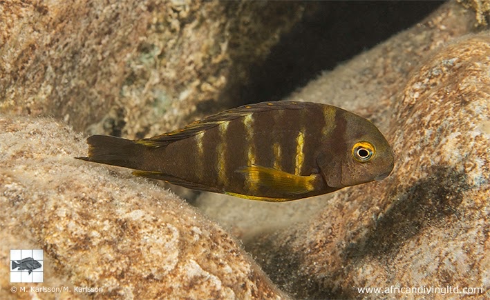 Tropheus sp. 'lukuga' Lufungu Bay